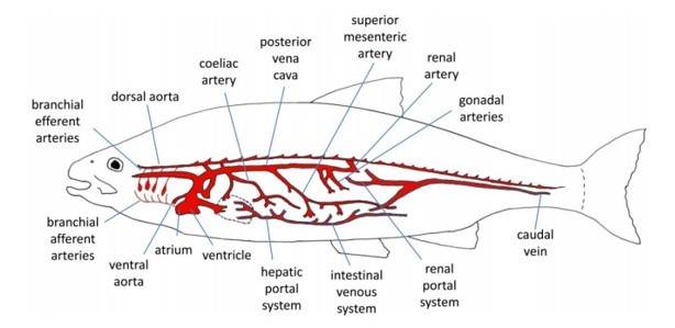 Circulatory System Of A Teleost Fish Essay Sample